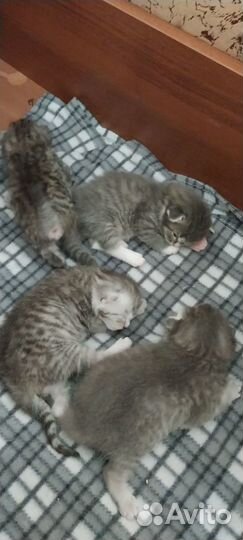 Шотландские вислоухие котята