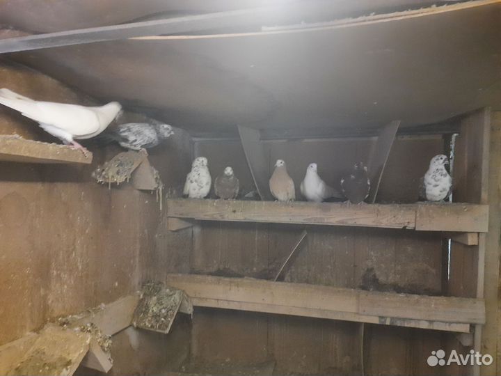 Голуби чехи белые