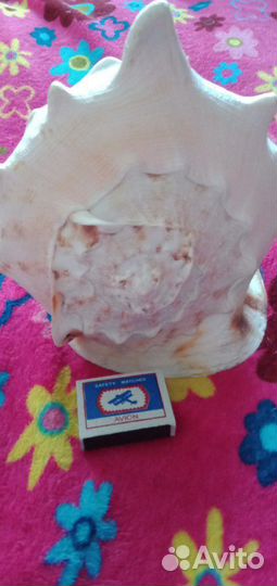 Морская раковина кассис. Куба