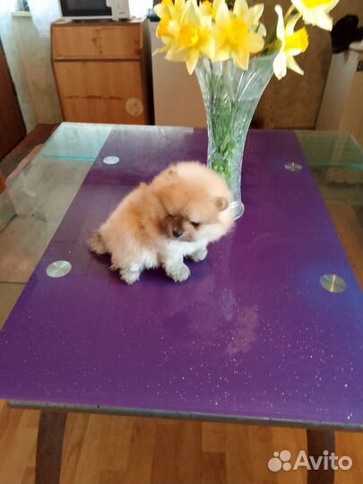 Померанский шпиц мальчик