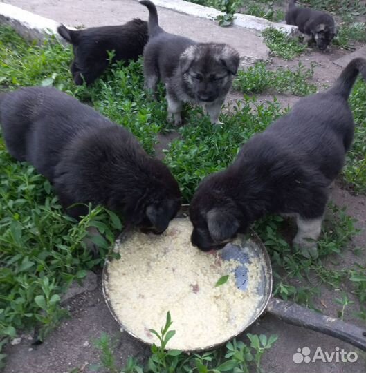 Восточноевропейская овчарка