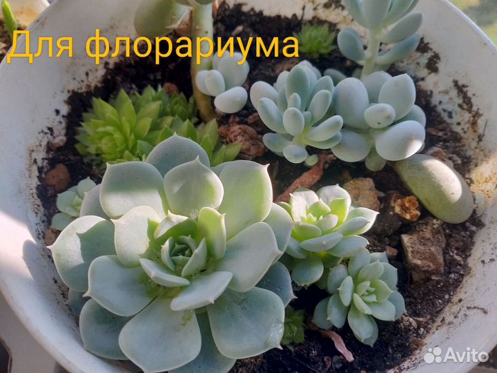 Эхеверия. Сккуленты для флорариума