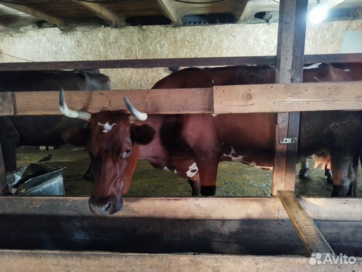 Продам дойных коров
