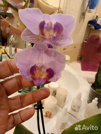 Орхидея фаленопсис