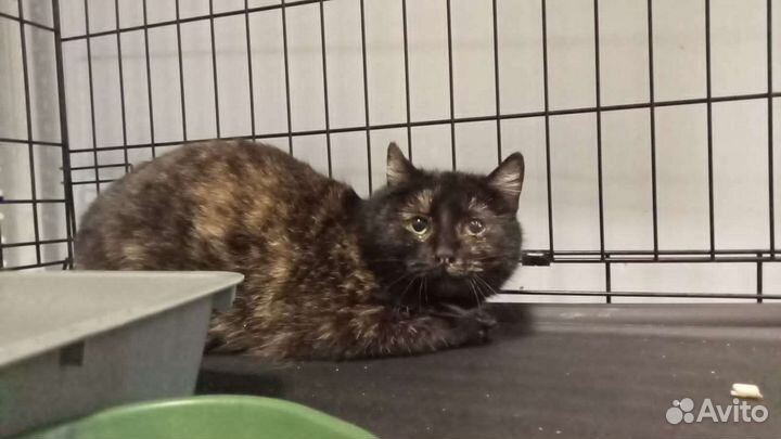 Мольба бездомной кошки