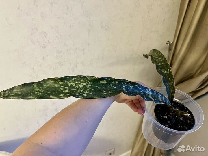 Сансевиерия