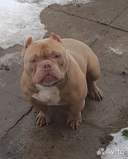 Продаю Экзот