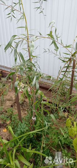 Саженцы ивы плакучей и извилистой