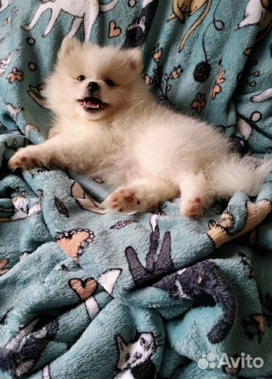 Щенки померанского шпица медвежьего типа