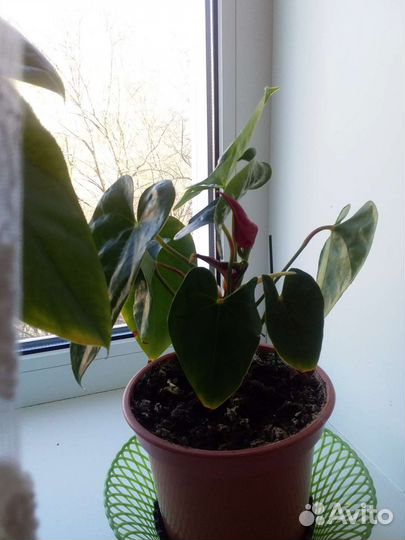 Герань пеларгония