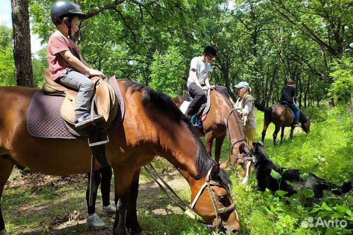 Конные прогулки, Верховая езда, катание на лошадях