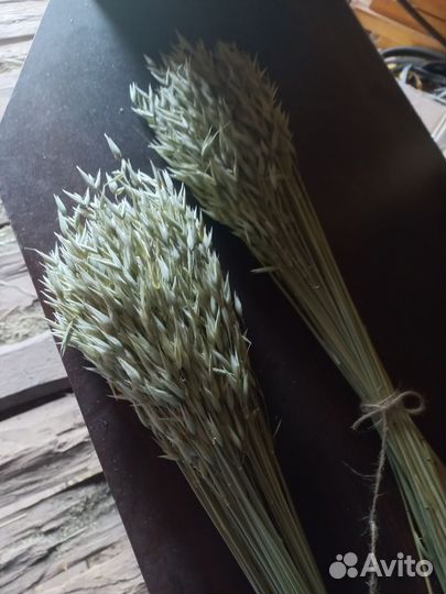 Декоративные злаки овёс