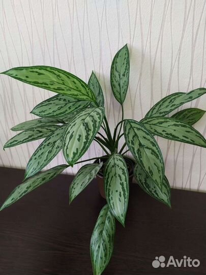 Аглаонема Сильвер Квин