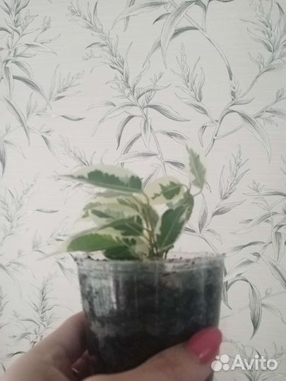 Фикус бенджамина пестролистный