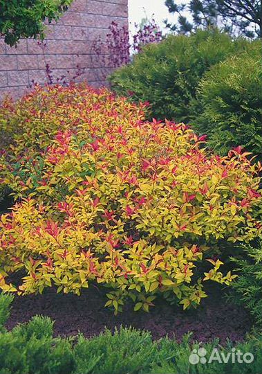 Цветущие кустарники