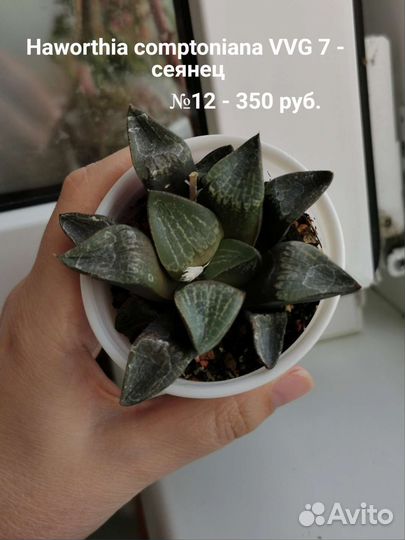 Хавортии - детки, сеянцы