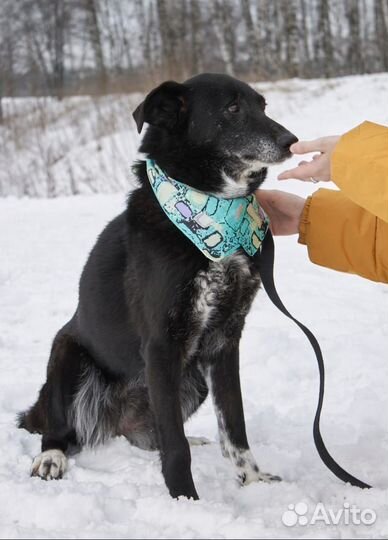Милая спокойная собака очень грустит в приюте