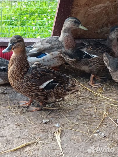 Подсадные утки