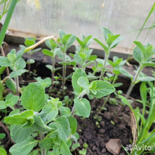 Саженцы мяты и мелисы