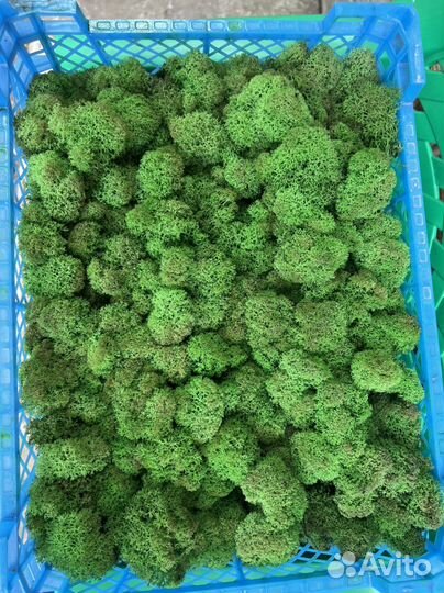 Стабилизированный мох