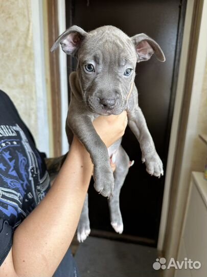 Щенки питбуля