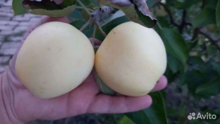 Можжевельник, Калина, бархатцы