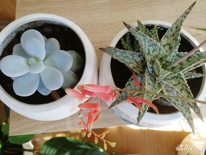 Суккуленты