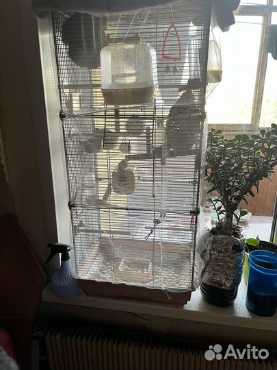 Амадины с клеткой