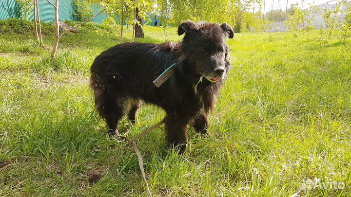 Найт - песик, который вас осчастливит