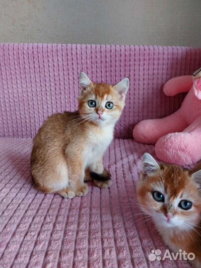 Шотландские котята