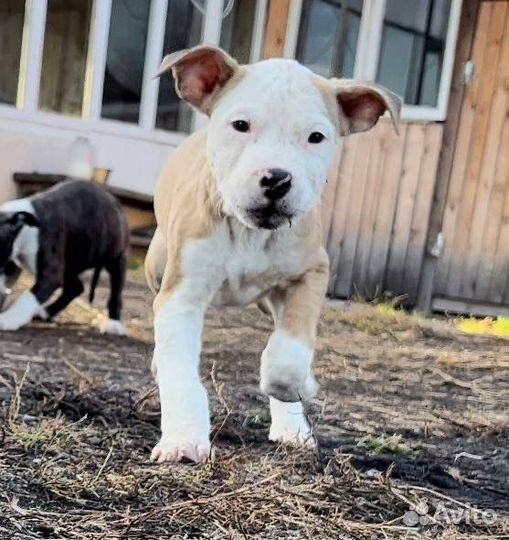 Стаффордширский терьер