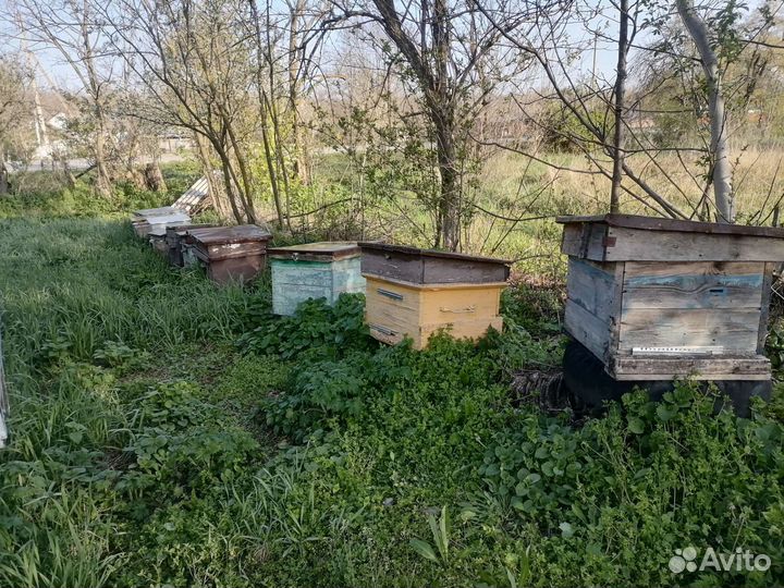 Пчелоповильён