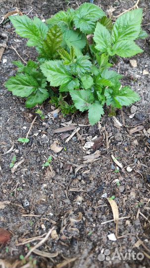 Ежевика Киова