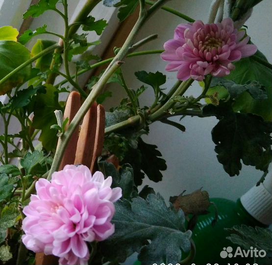 Цветы домашние