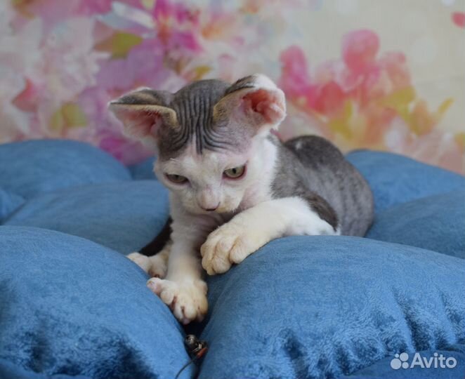 Котик Devon Rex