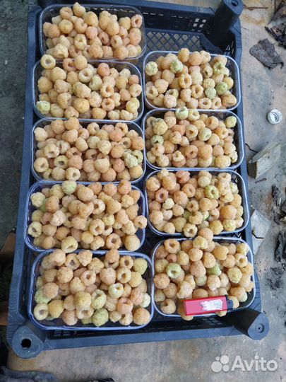 Саженцы ремонтантной малины