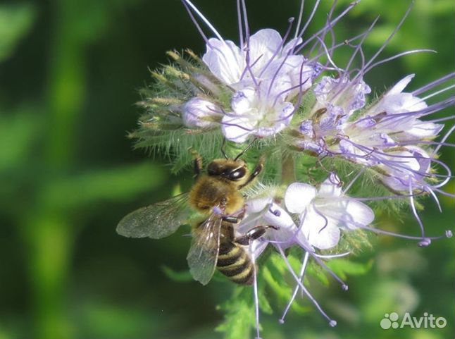 Мед 24 года Алтайский оптом