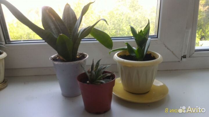 Сансевиерия (тещин язык), суккуленты