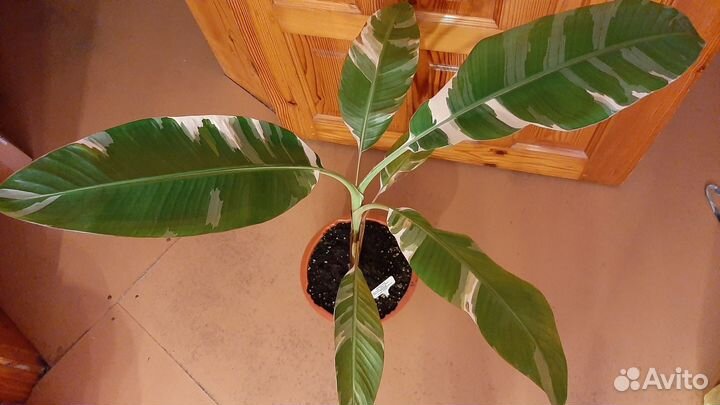 Банан вариегатный