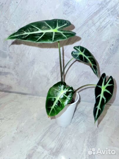 Алоказия Бамбино