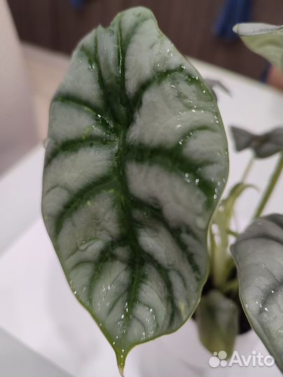 Клубни алоказии silver dragon