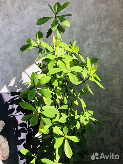 Синадениум Гранта