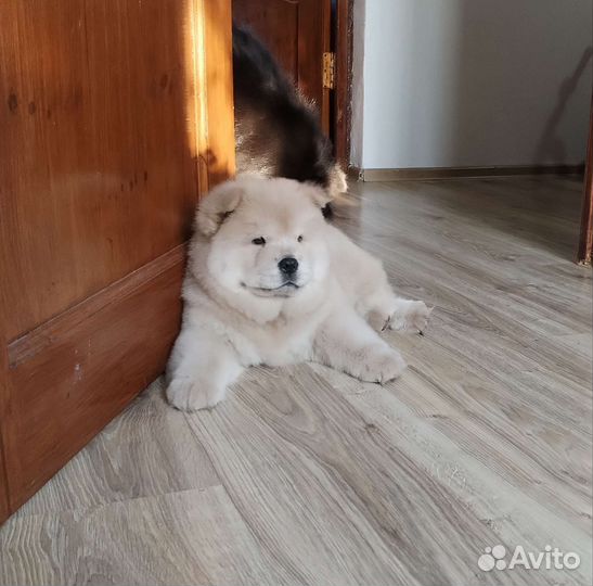 Девочка Чау-чау