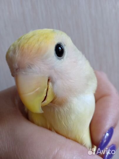 Попугай неразлучник