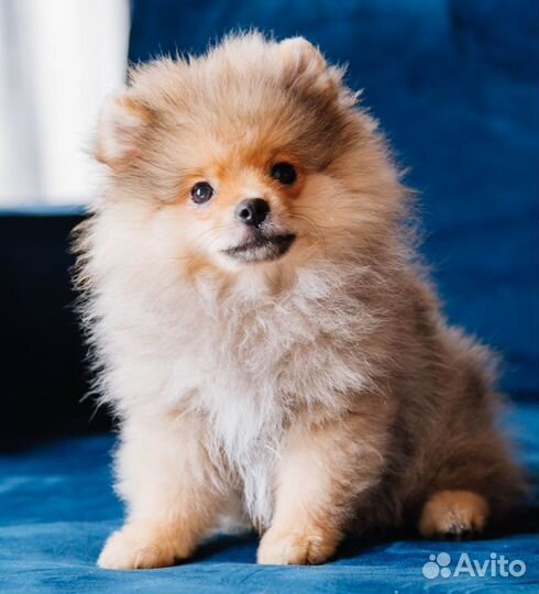 Щенки шпица