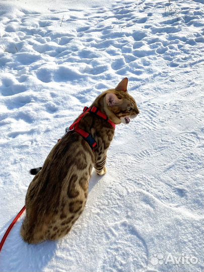 Бенгальский кот вязка