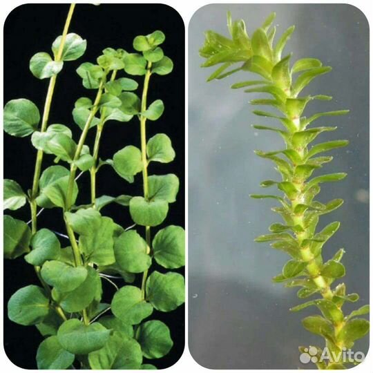 Распродажа микс