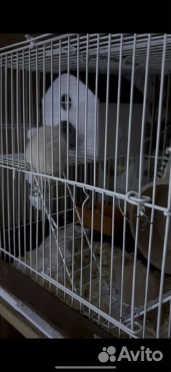 Отдам хомяка в добрые руки