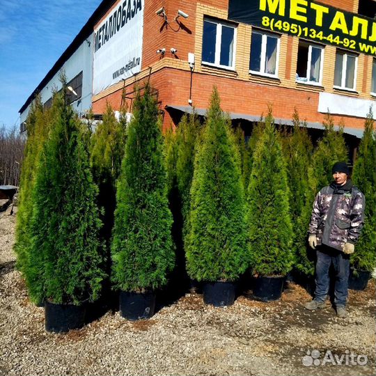 Туя смарагд купить