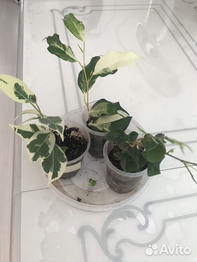 Продам фикусы